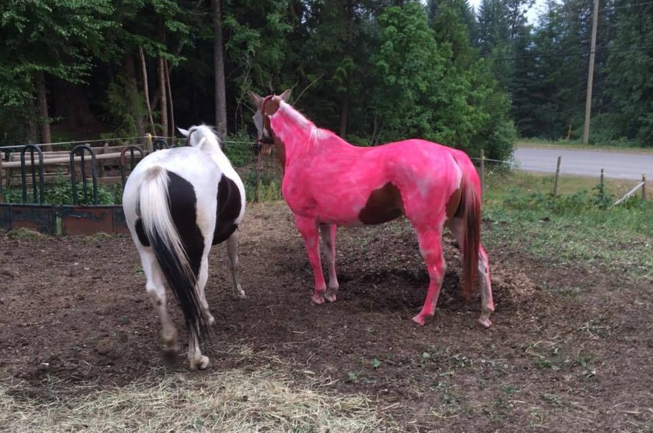 Rosy the Pink Horse