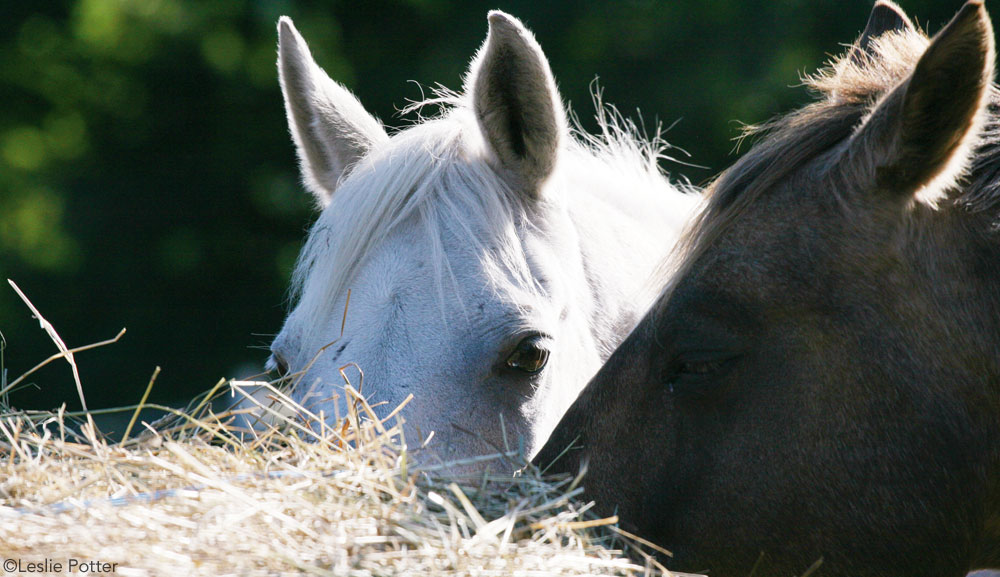 Senior Horses at the Round Bale