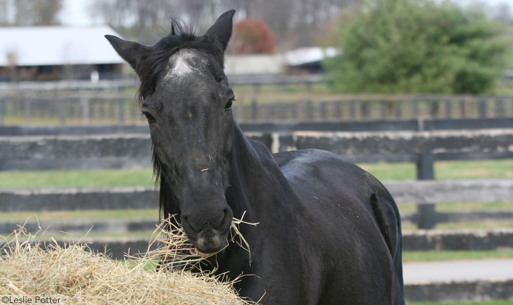 Horse at Roundbale