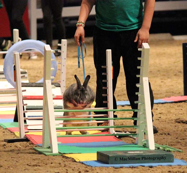 Bunny Jumping