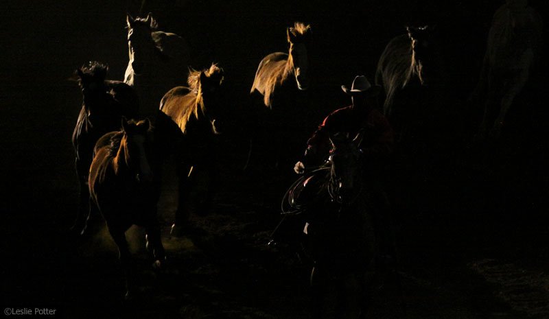 Horses in the Dark