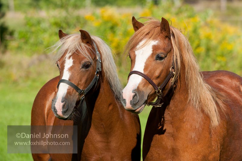 Welsh Pony