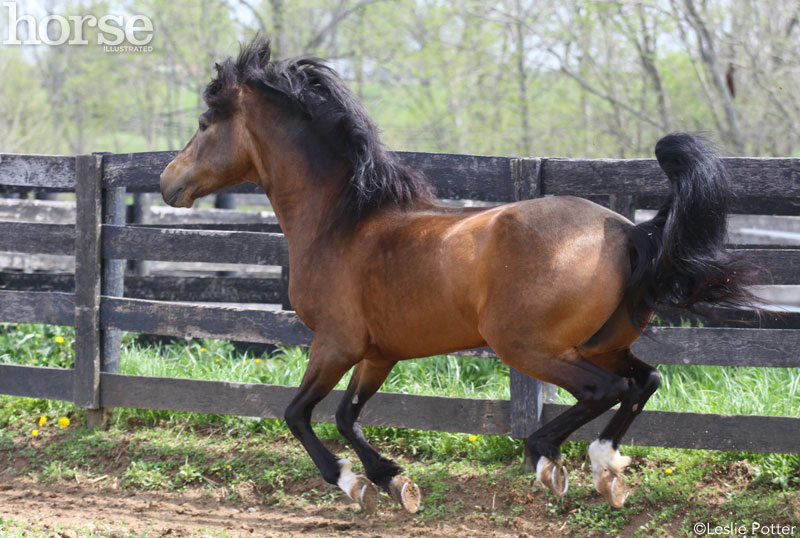 Horse Running Away