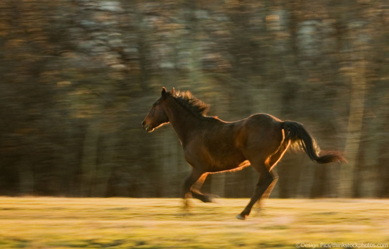 Running horse