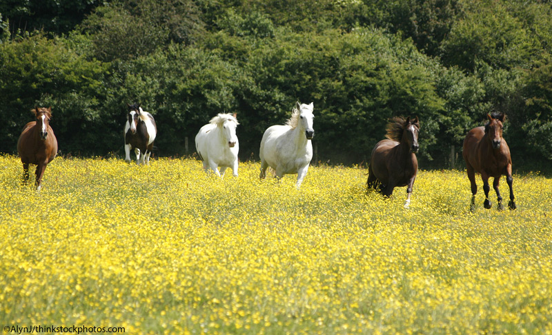 Running Horses