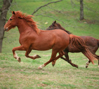 Running horses