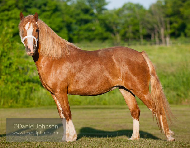 Sabino horse