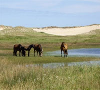 Sable Island Horses