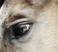 Horse eye