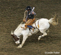 Rodeo saddle bronc