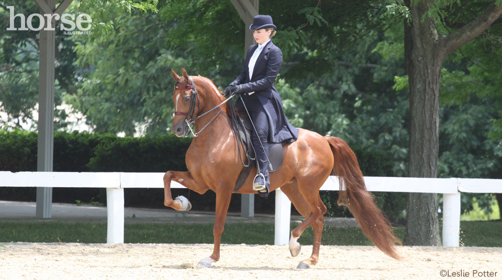 Saddle Seat Horse