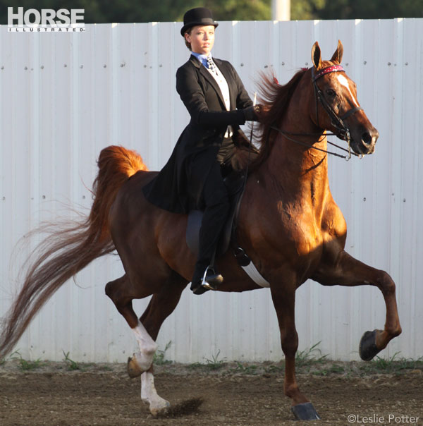 Saddle seat pleasure equitation