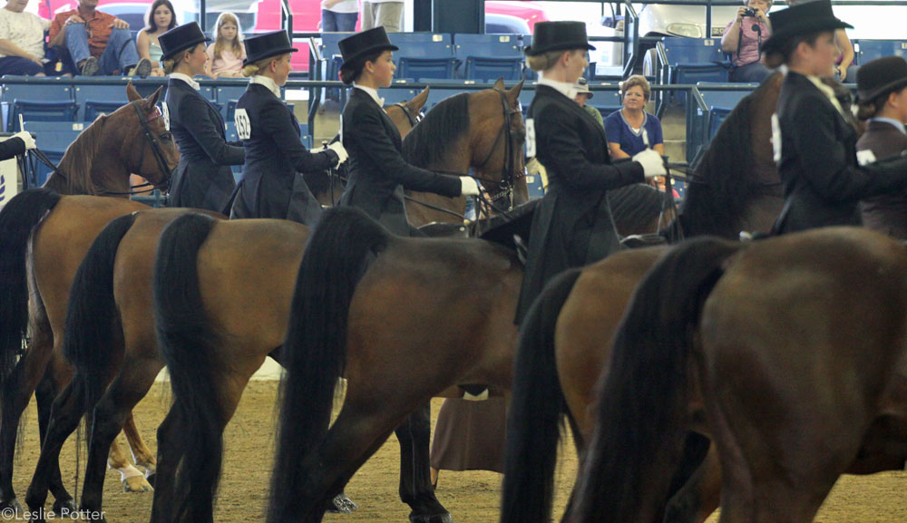 Saddle Seat Line Up