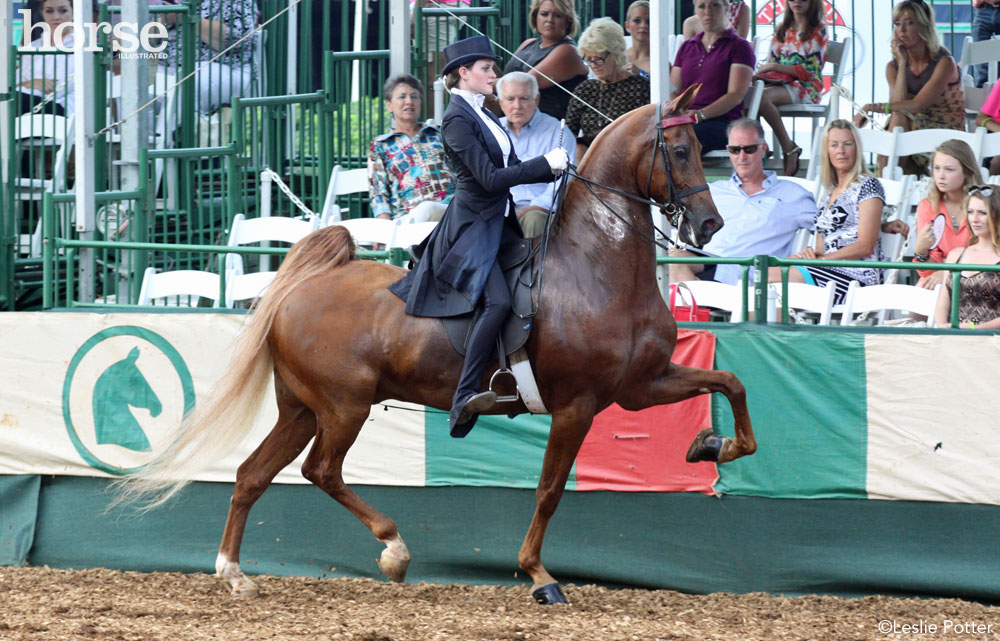 No Stirrups Saddle Seat Equitation