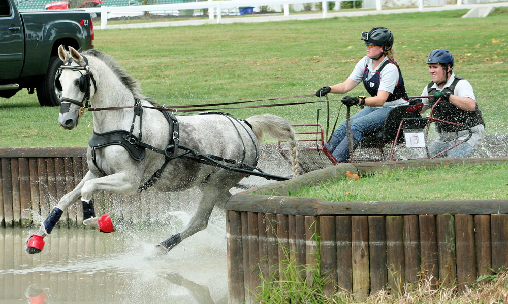 American Saddlebred