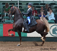 Saddle seat equitation rider