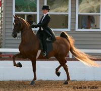 Saddle seat equitation