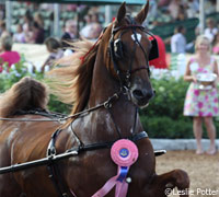 Fine Harness Saddlebred