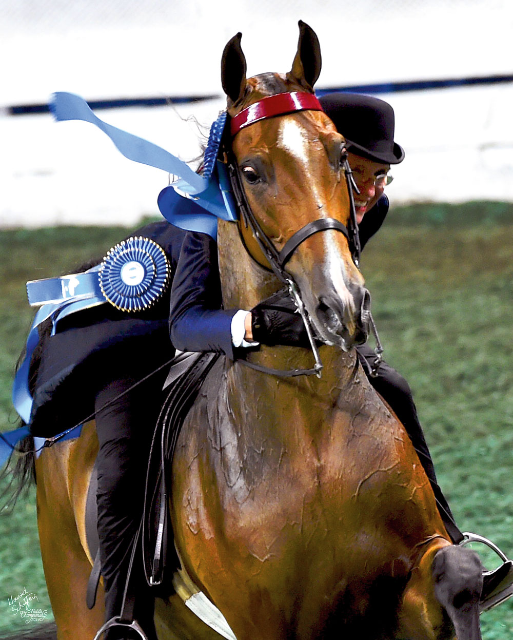 American Saddlebred