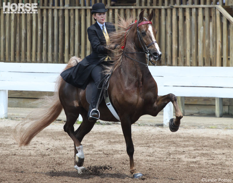 Park Saddlebred