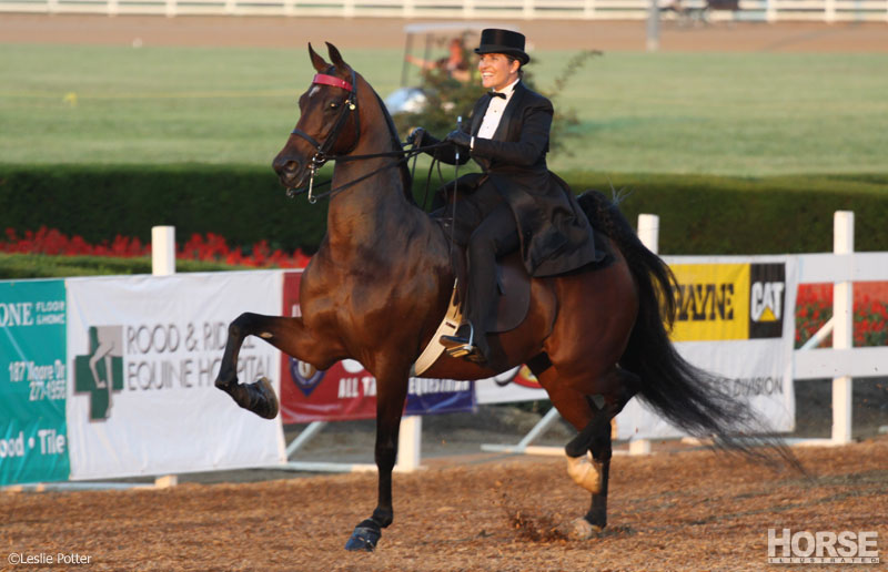 Three-Gaited American Saddlebred