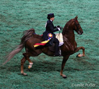 American Saddlebred