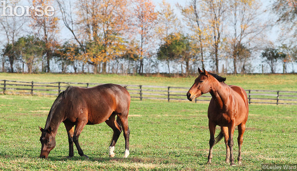 Pasture