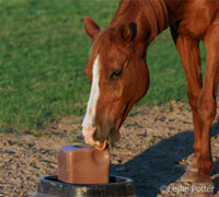 Horse salt block