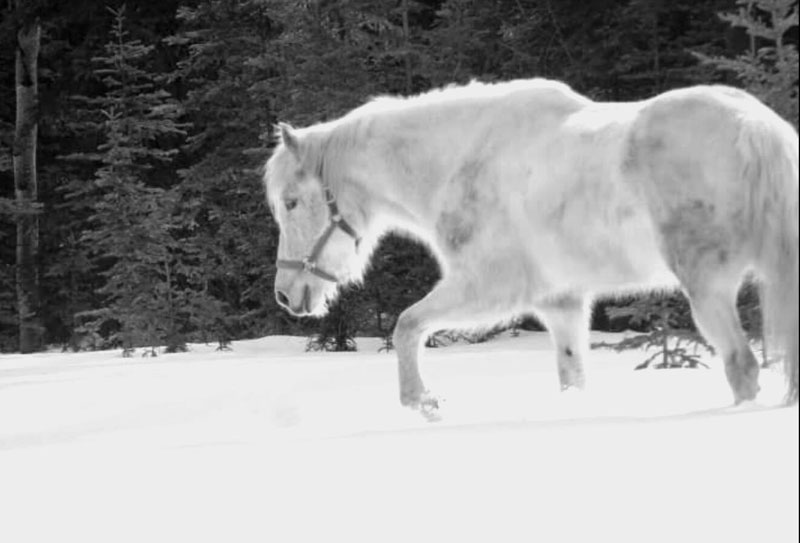 Winter Horses