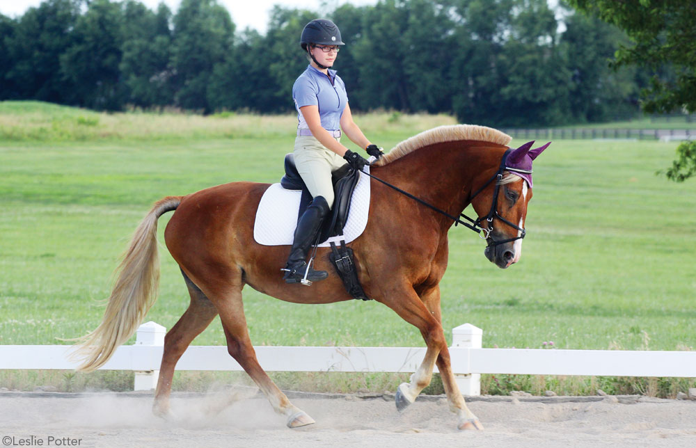 Schooling Dressage