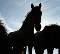 Horse sillhouette