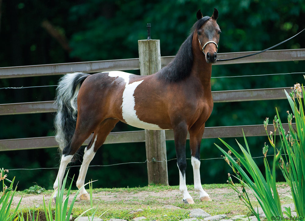 Shetland Pony 