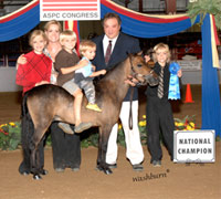 Shetland Pony Congress