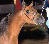 The 2009 Shetland Pony Congress Show will be held at the Crossroads Arena