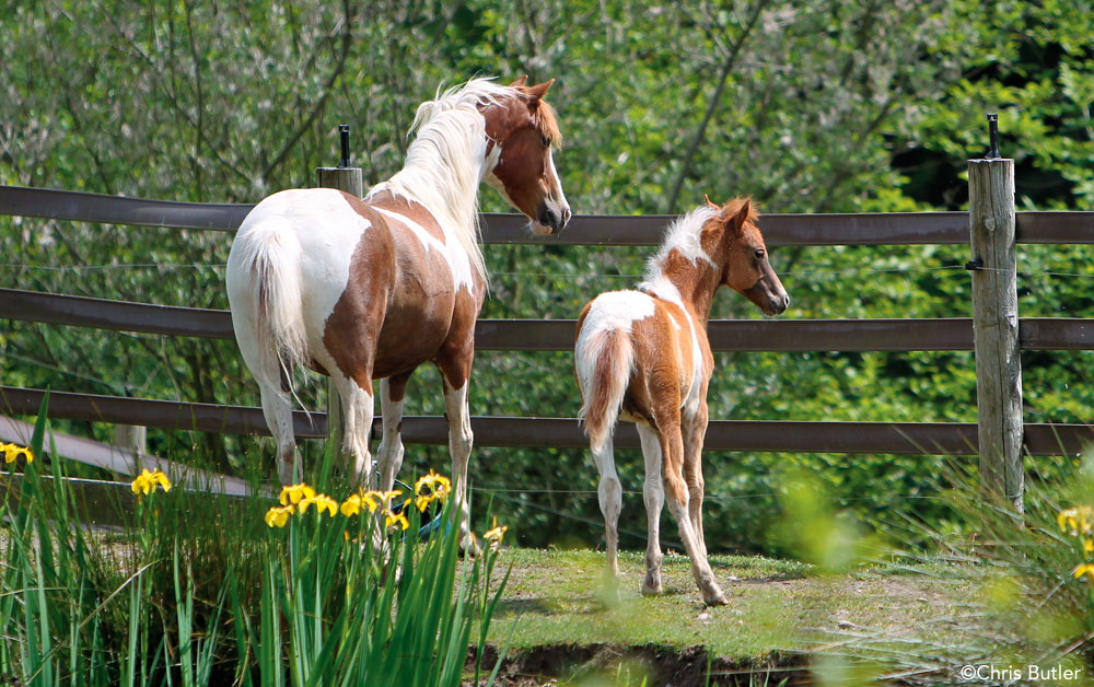 Shetland Pony Mare and Foal