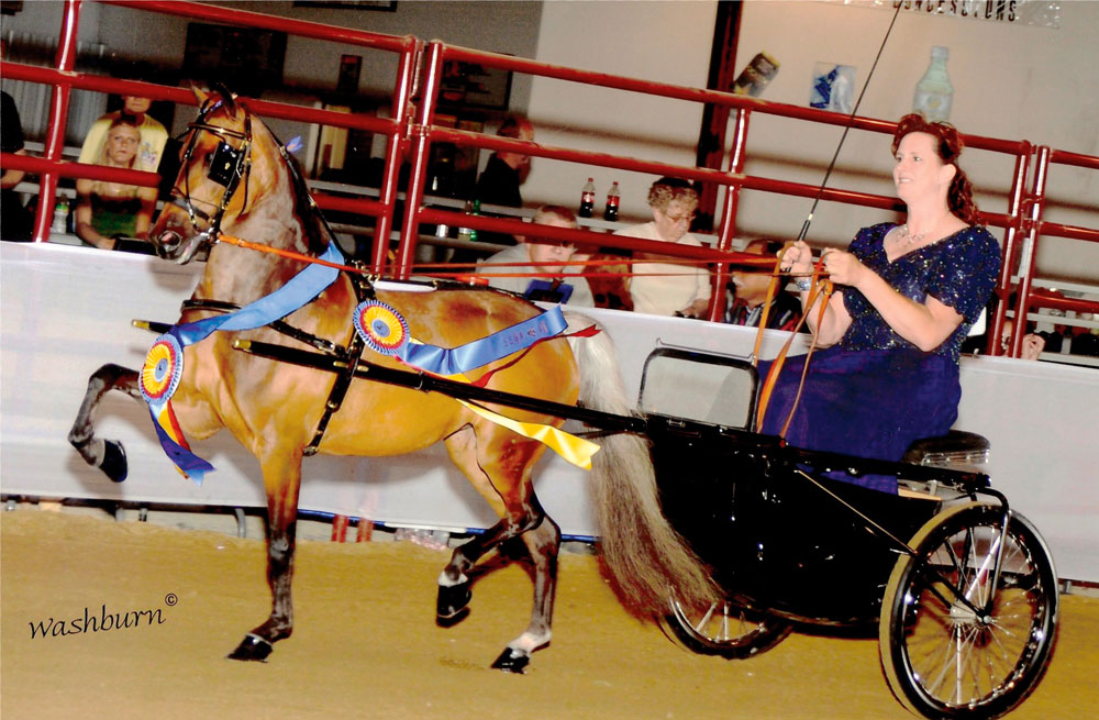 Shetland Pony Driving