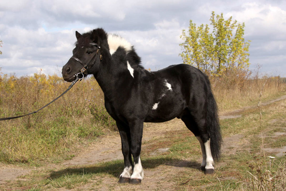 Traditional Shetland Pony