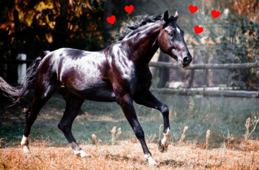 Heart Horse