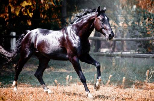 Shiny Horse Shiny Horse