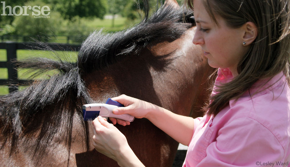 horse grooming challenges