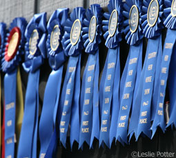 Horse Show Ribbons