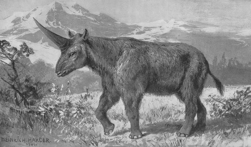 Siberian Unicorn