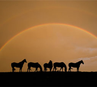 Horse silhouettes