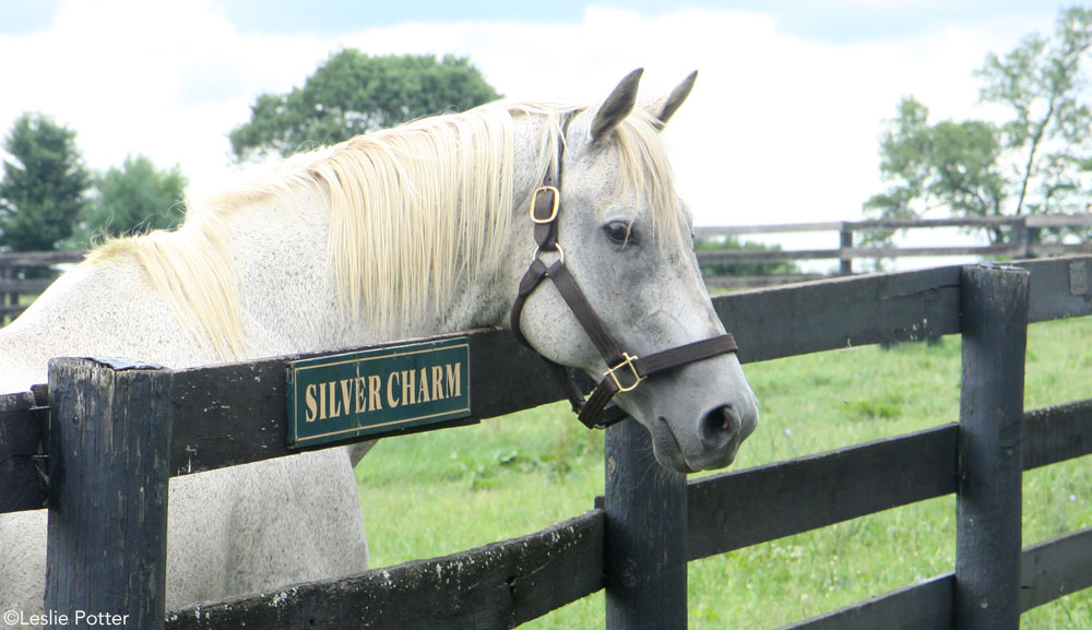 Silver Charm at Old Friends