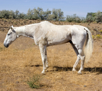 Neglected horse