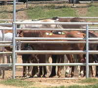 The USDA is being accused of ignoring animal abuse in horse slaughter factories