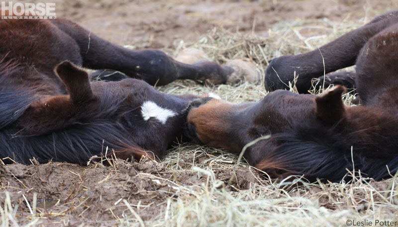 Sleeping Foals