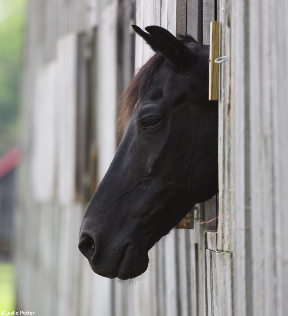 Sleepy Horse