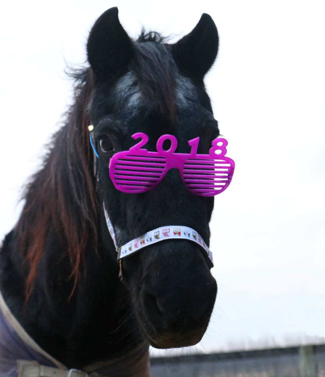 2018 New Year Horse