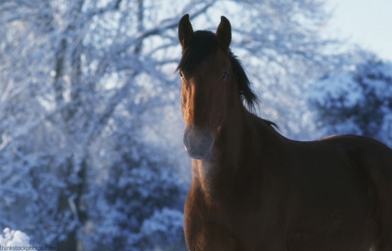 Horse in Snow